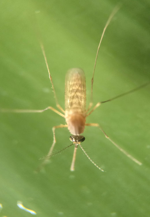 Aedes Aegypti Larva 1