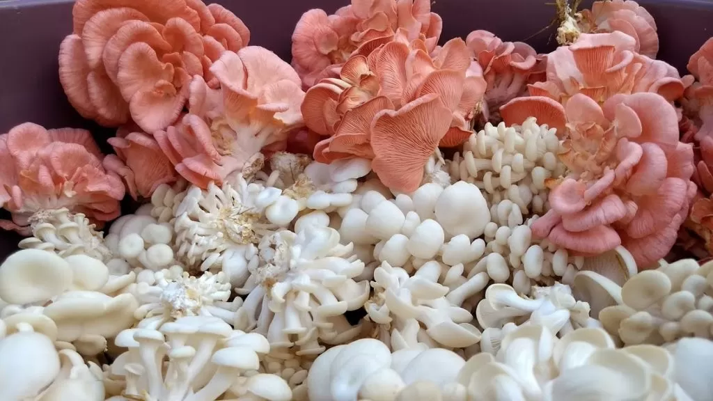 cogumelos rosa e branco