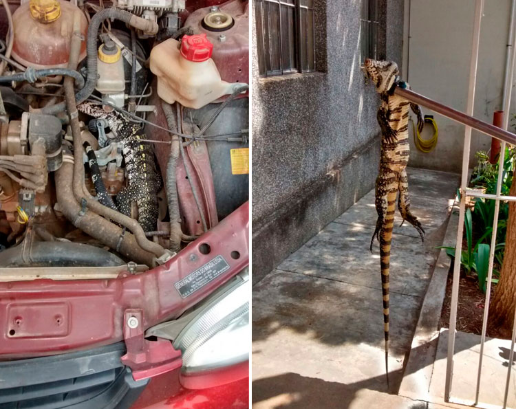 lagarto bombeiros barbacena 2