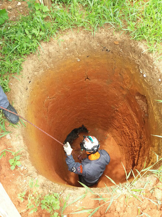 cão na fossa crédito bombeiros