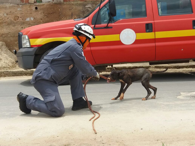 Cão é Resgatado Após Ficar Três Dias Preso Dentro De Fossa 6178