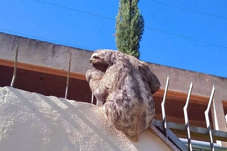 Bicho preguiça é capturado em casa no Aeroporto e solto no Parque da