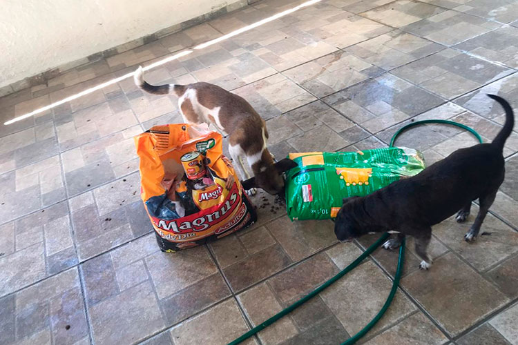 doação de ração 1 2