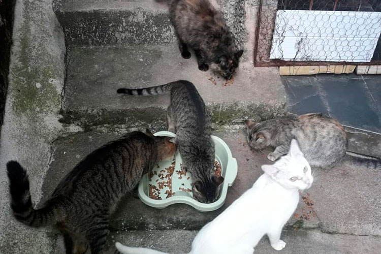 Protetora mobiliza campanha para arrecadação de ração para animais 1 doação de ração 3