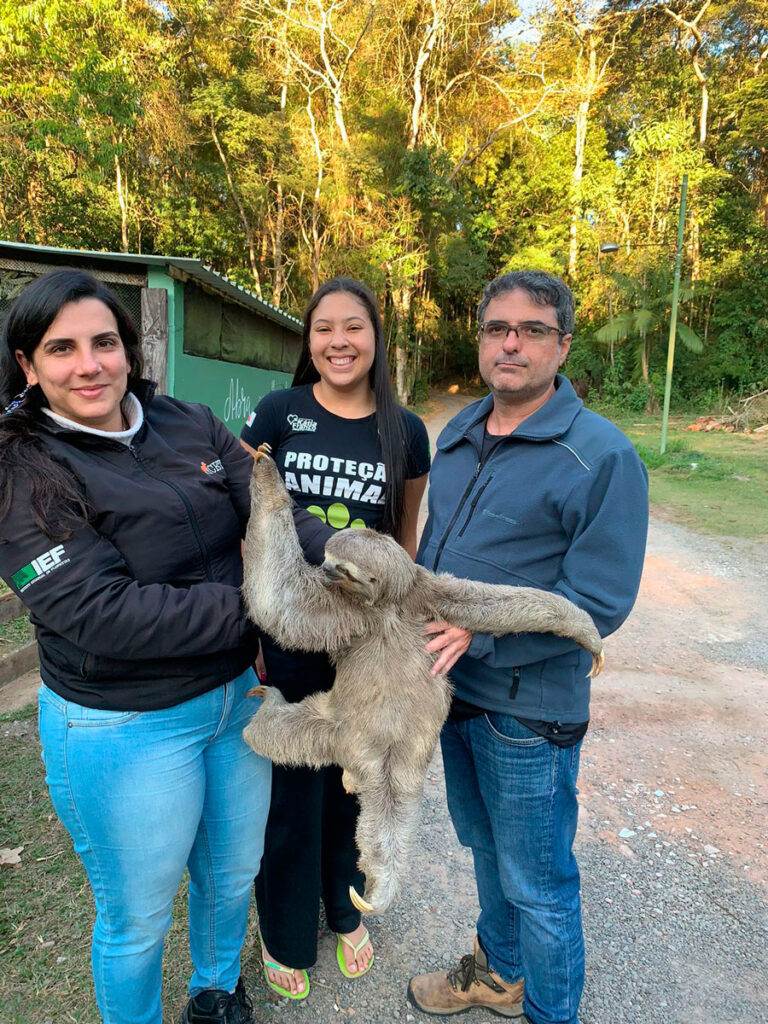 Bicho preguiça é resgatado no Bairro Granjas Betânia