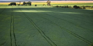Por que o agro bateu o recorde de pedidos de recuperação judicial? - Imagem: CNA/ Wenderson Araujo/Trilux