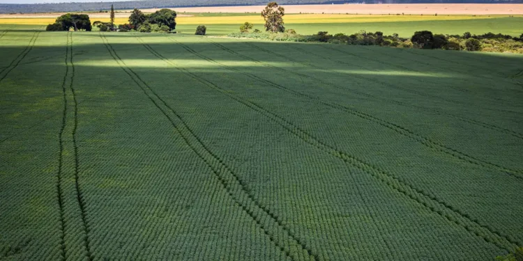 Por que o agro bateu o recorde de pedidos de recuperação judicial? - Imagem: CNA/ Wenderson Araujo/Trilux