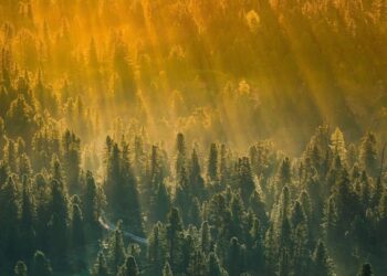 Dinheiro não nasce em árvore, mas ouro pode nascer em região - Imagem: Pixabay