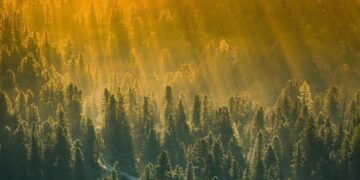 Dinheiro não nasce em árvore, mas ouro pode nascer em região - Imagem: Pixabay