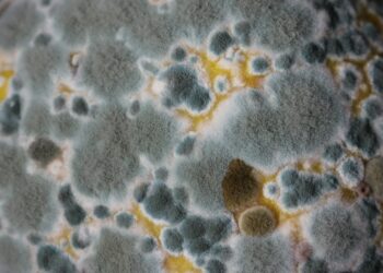 Marca gigante vai pagar R$ 14,99 de indenização por comida mofada