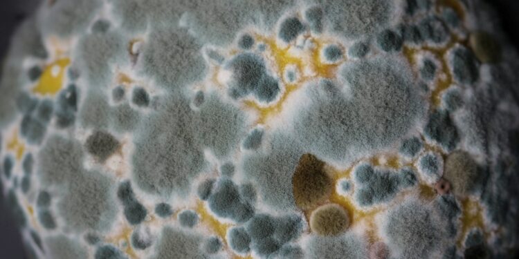 Marca gigante vai pagar R$ 14,99 de indenização por comida mofada