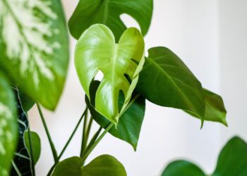 Essas plantas aquáticas quase não precisam de cuidados e alegram a sua casa - Imagem: Pixabay