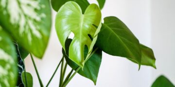 Essas plantas aquáticas quase não precisam de cuidados e alegram a sua casa - Imagem: Pixabay