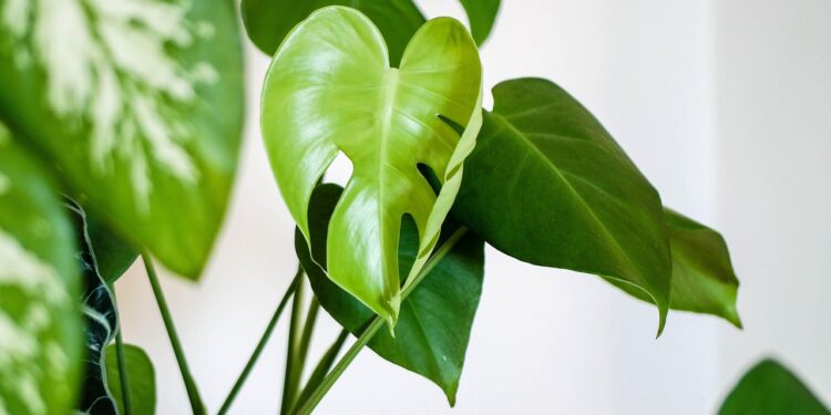 Essas plantas aquáticas quase não precisam de cuidados e alegram a sua casa - Imagem: Pixabay