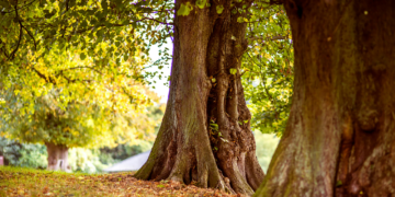 Entenda motivo de não plantar essas 4 árvores no seu jardim