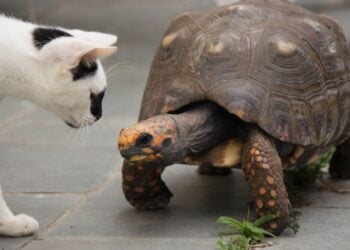 Animais de estimação que ajudam na sua saúde mental