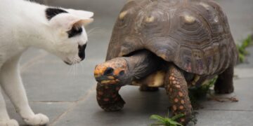 Animais de estimação que ajudam na sua saúde mental