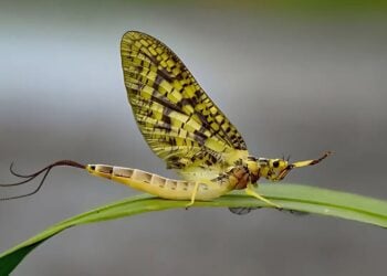 Inseto que vive apenas 24 horas, mas é essencial para a natureza