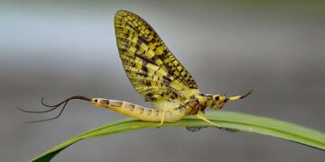 Inseto que vive apenas 24 horas, mas é essencial para a natureza