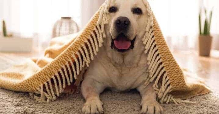 O que o bocejo dos cães revela sobre sua relação com humanos