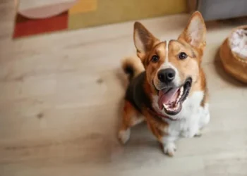 Cientistas ficam em choque com cachorro que consegue se comunicar