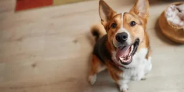 Cientistas ficam em choque com cachorro que consegue se comunicar