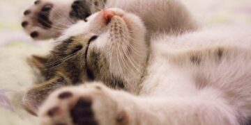 Comportamento dos gatos - Foto: (Imagem/Reprodução/Pexels)