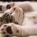Comportamento dos gatos - Foto: (Imagem/Reprodução/Pexels)