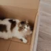 Saiba por que os gatos gostam de caixas - Foto: (Imagem/Reprodução/Pexels)