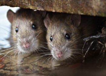 Ratos - Foto: (Imagem/Reprodução)