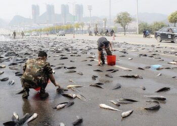 Chuva de peixes - Foto: (Imagem/Reprodução)