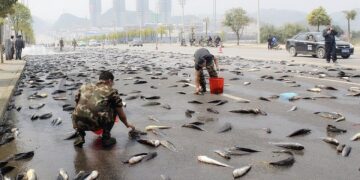 Chuva de peixes - Foto: (Imagem/Reprodução)