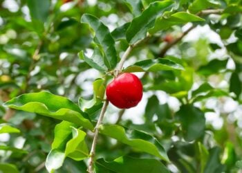 Acerola - Foto: (Imagem/Reprodução)