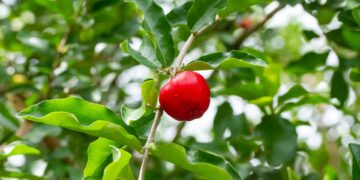 Acerola - Foto: (Imagem/Reprodução)