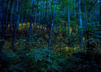 Mistério da floresta que brilha à noite fascina turistas - Foto: (Imagem/Reprodução)
