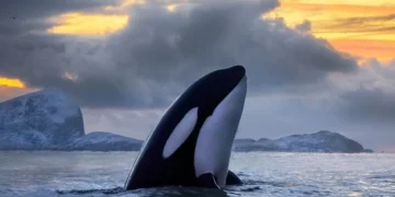 Orcas são registradas em Portugal e na Espanha — Foto: Audun Rikardsen