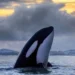 Orcas são registradas em Portugal e na Espanha — Foto: Audun Rikardsen
