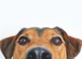 Cachorro - Foto: (Imagem/Reprodução/Pexels)