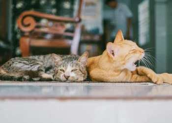 Comportamento dos gatos - Foto: (Imagem/Reprodução/Pexels)