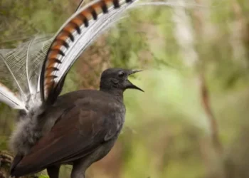 Foto: Reprodução / La Trobe University