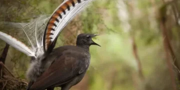 Foto: Reprodução / La Trobe University