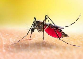 Os erros mais comuns na hora de se proteger contra a dengue