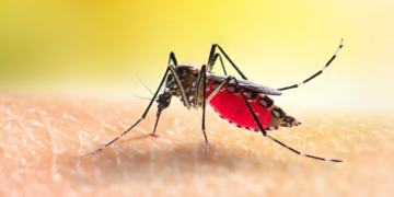 Você pode ter tido dengue sem sintomas e nem imagina