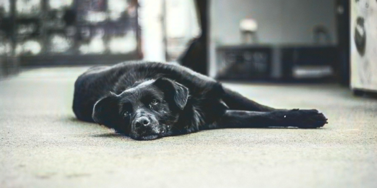 Cães idosos podem ter vida prolongada com essa vacina dos EUA