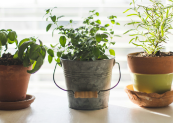 As plantas podem nos ensinar muitas coisas e essa é uma delas