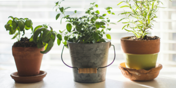 Especialistas revelam plantas aromáticas que podem reduzir mosquitos dentro de casa