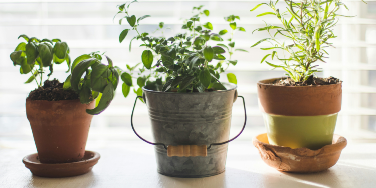 As plantas podem nos ensinar muitas coisas e essa é uma delas