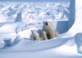 Ursos Polares - Foto: (Imagem/Steven C Amstrup/Polar Bears International)