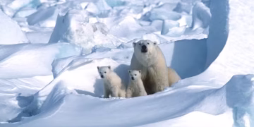 Ursos Polares - Foto: (Imagem/Steven C Amstrup/Polar Bears International)
