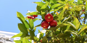 Pomarrosa (Syzygium jambos) - Foto: (Imagem/Reprodução)